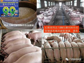 默默守护与高效产出的关键技术，让你重新认识复合益生菌在畜牧业中的绝妙威力