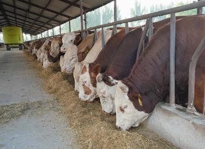 祁门县:"秸秆变肉"提升肉牛养殖质量与规模_中安在线
